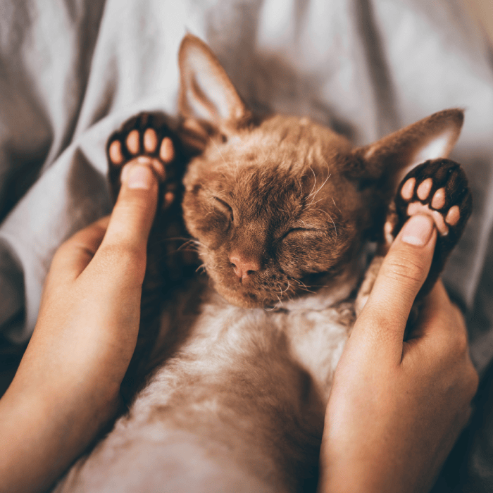 A person holding their cat 's paws over the head of it.