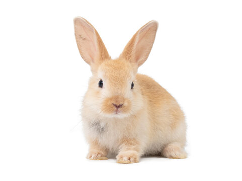 A small light brown rabbit sitting against a white background.