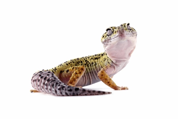 A close-up of a leopard gecko with detailed skin patterns.