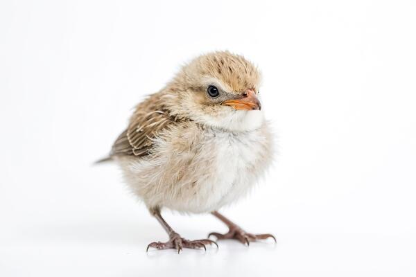 A fluffy baby bird stands on a white background.
