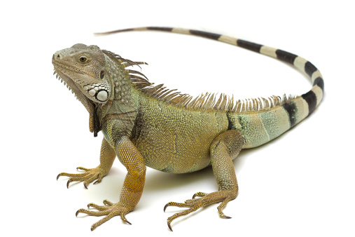 A green iguana with a long striped tail on a white background.