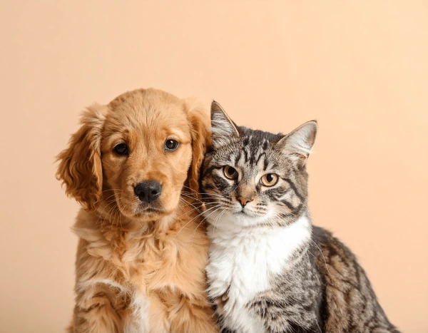 Puppy and kitten sitting together, beige background.