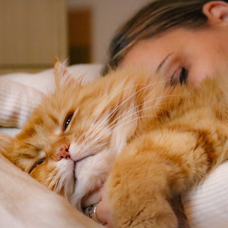 A person laying in bed with an orange cat.