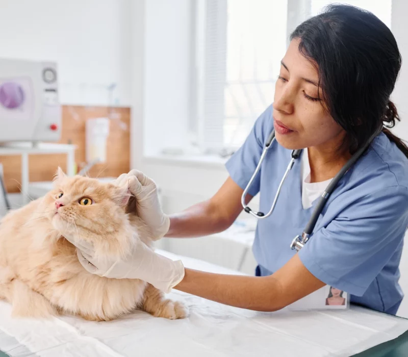 A woman in scrubs petting a cat on the chest.