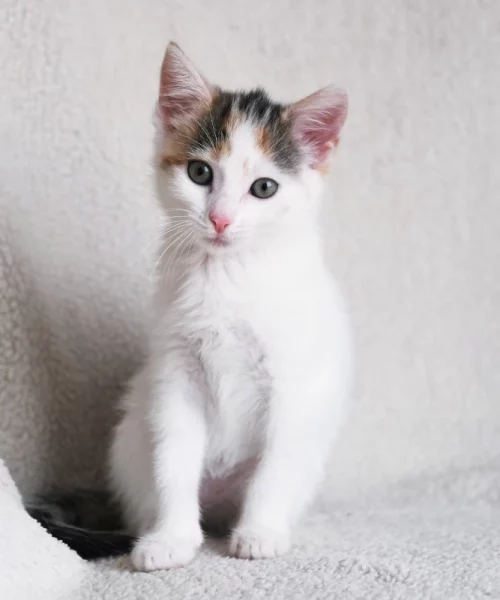 A white and brown kitten sitting on top of a bed.