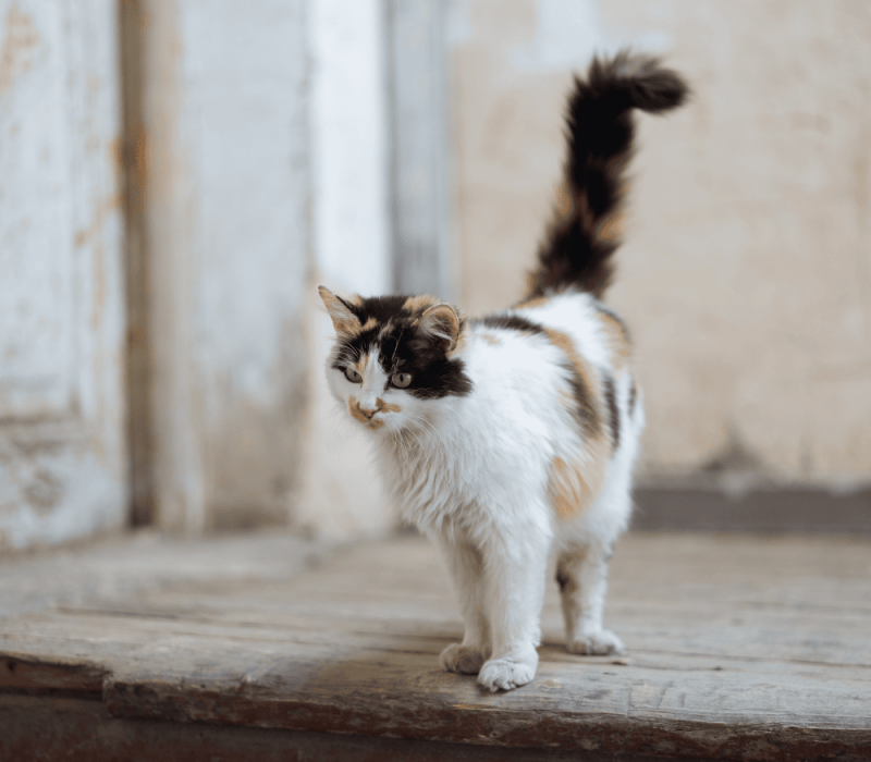 A cat standing on the ground in front of a wall.